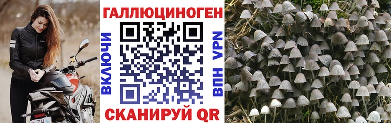наркотики  Дзержинск  Псилоцибиновые грибы Cubensis 